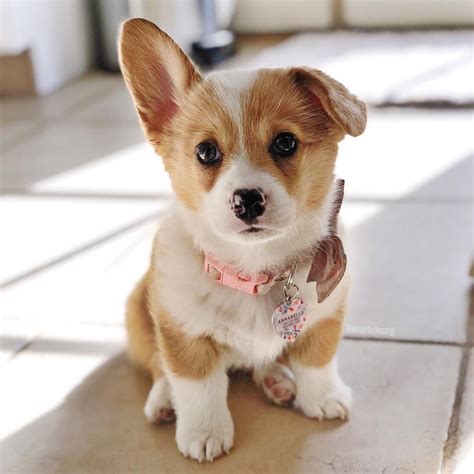 corgi puppy photos|adorable corgi pics.